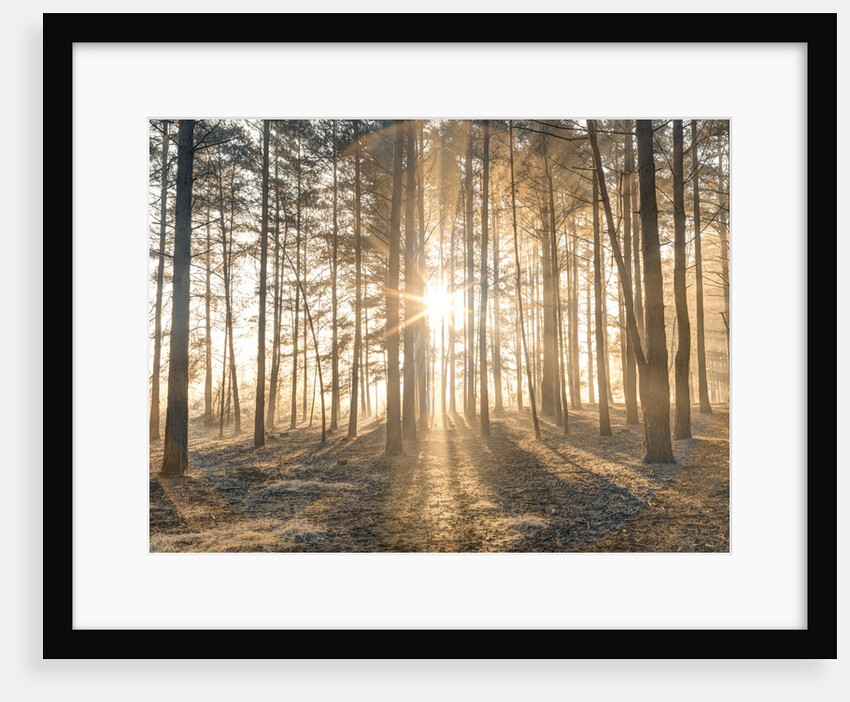 Misty forest with sunrays by Assaf Frank